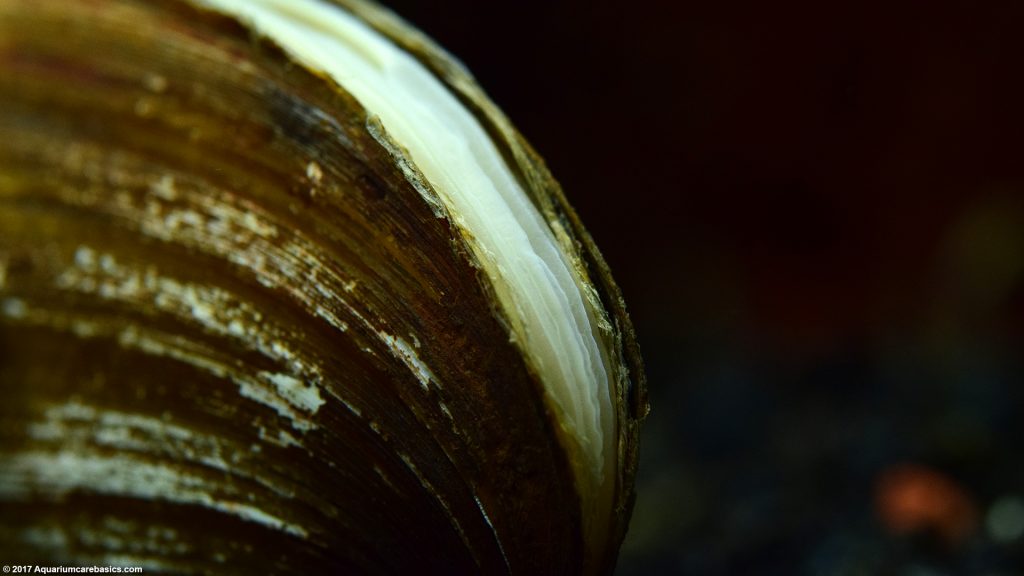 Freshwater Clams Care, Food, Size, Lifespan & Tankmates Video