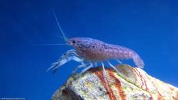 Aquarium Freshwater Crayfish: Head Thorax Abdomen And Walking Legs