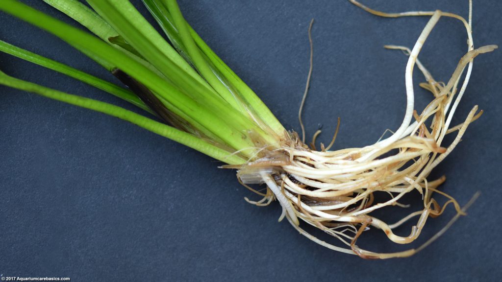 Amazon Sword Plant Care, Growth Rate, Roots & Leaves