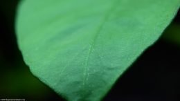 Healthy Anubias Barteri Leaf