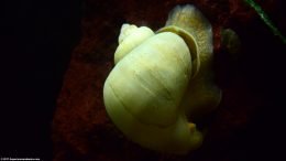 An Ivory Snail Doing A Great Job Eating Algae