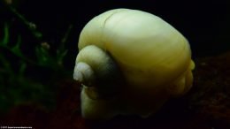 Snail Shell Showing Apex And Whorl