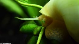 Ivory Snail On Banana Plant Tubers