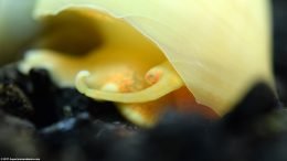 Ivory Snail Eye, Closeup