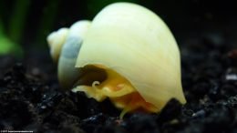 Ivory Snail Showing Eye And Feelers Against Black Substrate