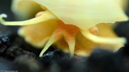 Ivory Snail In A Freshwater Tank