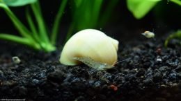 Ivory Snail And Ghost Shrimp Are Tank Mates