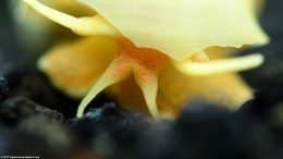 Ivory Snail Mouth Showing Orange Dots, Closeup