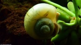 Ivory Mystery Snail Showing New Shell Growth