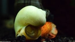 Ivory Snail Showing Operculum