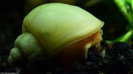 Ivory Snail Shell On Black Substrate