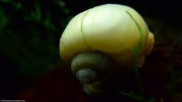 Snail Shell On A Lava Rock