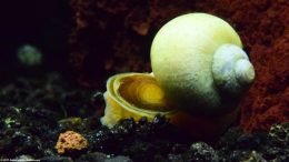 Ivory Mystery Snail: Shell And Operculum