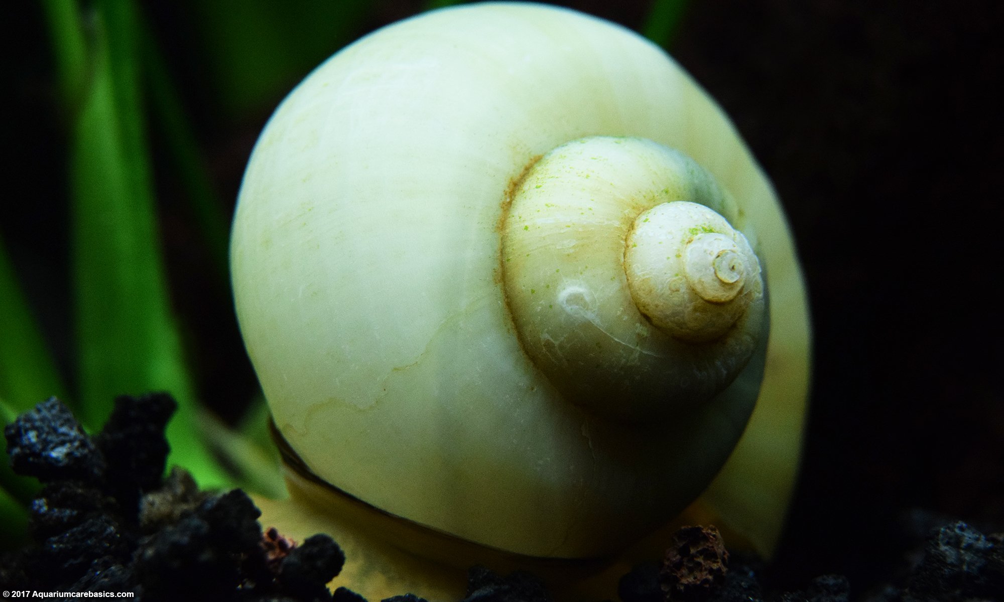 long narrow snails pure white Tiny