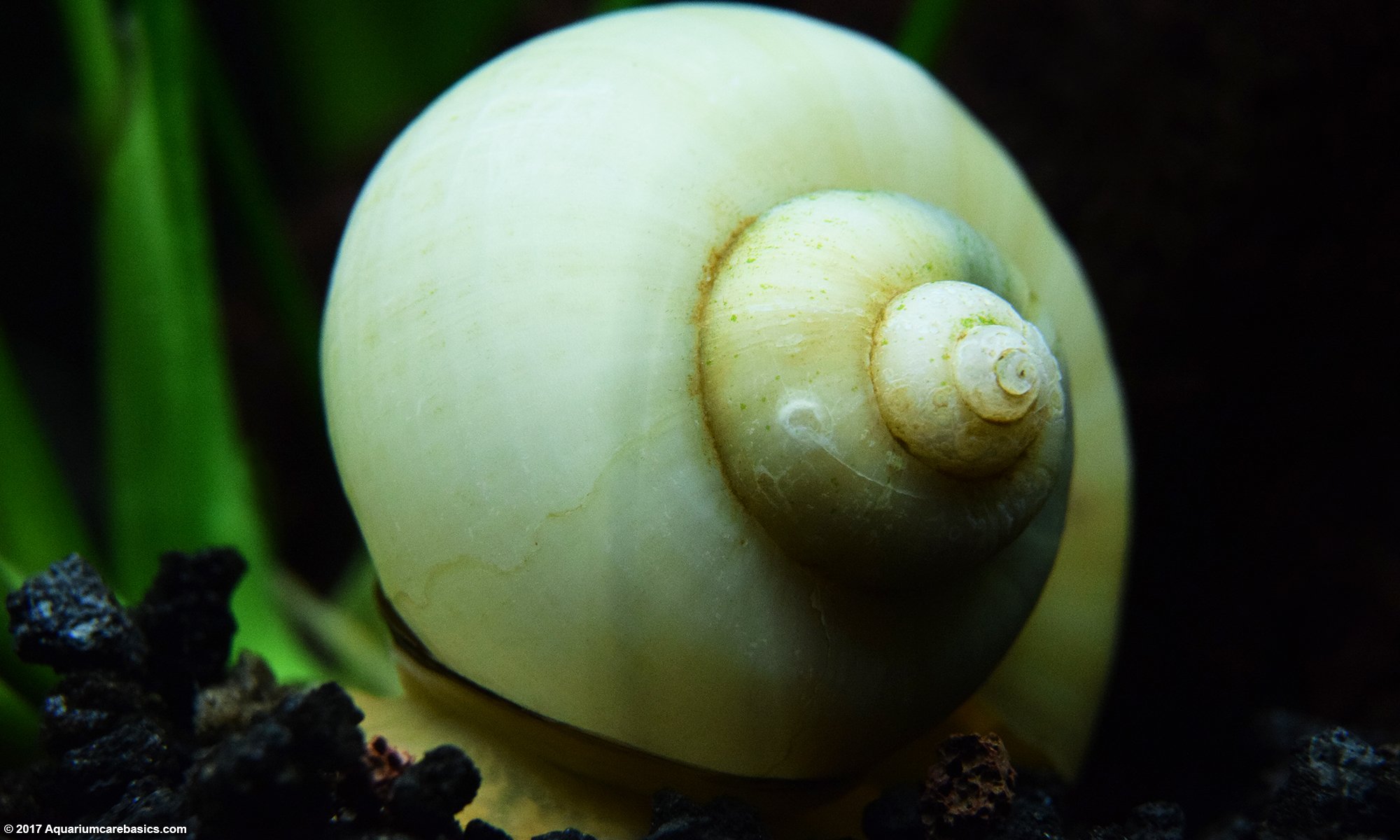 Ivory Snail Showing Its Shell In A Planted Aquarium