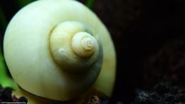 Ivory Snail Shell, Upclose