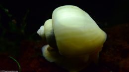 An Ivory Snail Showing Its Smooth Shell Texture