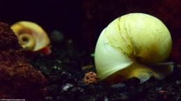 Ivory Snail, Tank Size Considerations