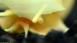 Ivory Snail View Under Shell, Closeup