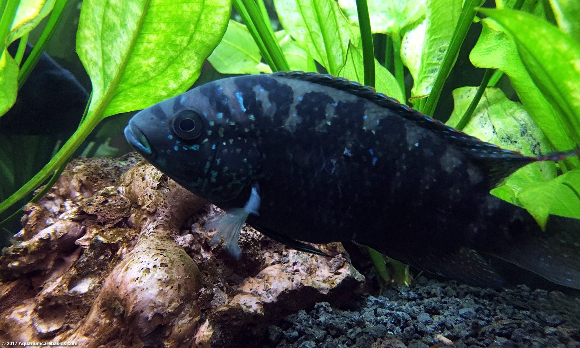Jack Dempsey Cichlid In A Tank With Plants