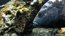 Jack Dempsey Showing Eye & Mouth, Closeup