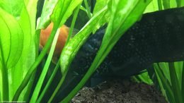 A Jack Dempsey Hiding Behind Amazon Sword Plants