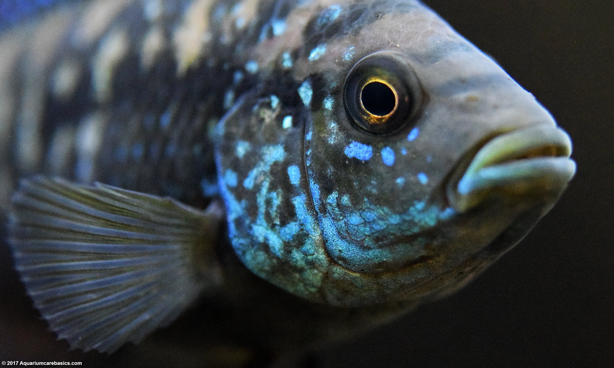 small blue freshwater fish