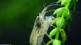 Japanese Algae Eater Shrimp On An Anacharis Plant