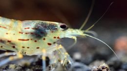 Japanese Algae Eating Shrimp