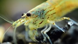 Japanese Algae Eating Shrimp Eyes