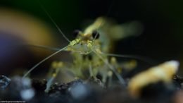 Japanese Algae Eating Shrimp Feelers