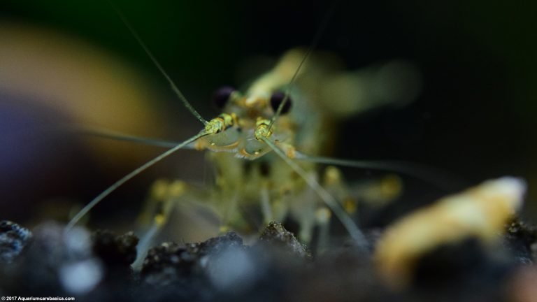 View of Amano Shrimp Feeding On Soft Algae in a Freshwater Tank