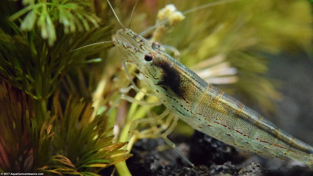 Amano Shrimp Care, Feeding, Algae Eating, Size, Lifespan Video
