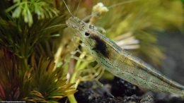 Japanese Marsh Shrimp In A Planted Freshwater Aquarium