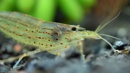 Japanese Swamp Shrimp In A Freshwater Tank