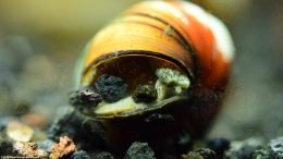 Japanese Trapdoor Snail On Black Substrate