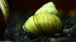 Japanese Trapdoor Snail Color