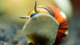 Japanese Trapdoor Snail Foot