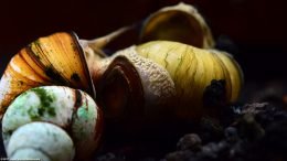 Japanese Trapdoor Snails In A Freshwater Aquarium