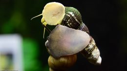 Japanese Trapdoor Snail And Gold Rabbit Snail, On Glass