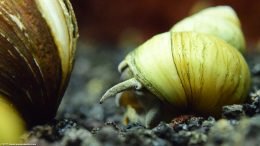 Japanese Trapdoor Snail Head And Eye