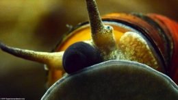 Japanese Trapdoor Snail Mouth