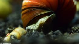 Japanese Trapdoor Snail Opening