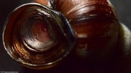 Japanese Trapdoor Snail Operculum