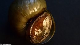 Japanese Trapdoor Snail Shell Aperture