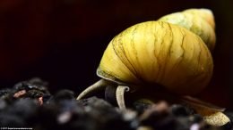 Japanese Trapdoor Snail Shell, Closeup