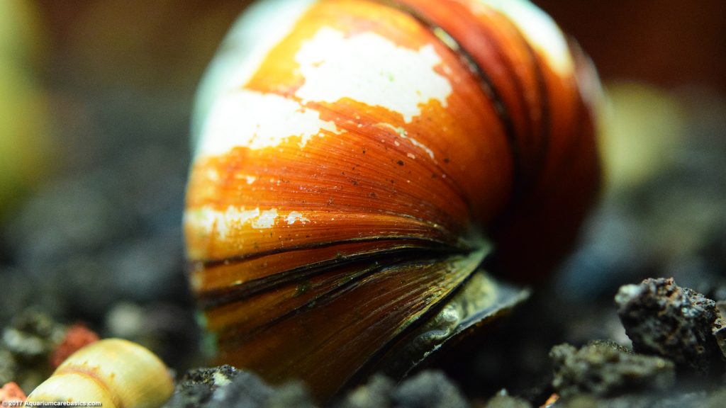 Japanese Trapdoor Snails Care, Size, Diet & Reproduction Video