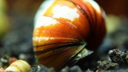 Japanese Trapdoor Snail Shell Texture