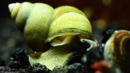 Japanese Trapdoor Snail Showing Its Shell Whorl