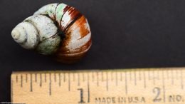 Japanese Trapdoor Snail Size